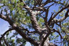 Pinus cembroides bicolor