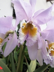 Cattleya trianae
