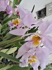 Cattleya trianae