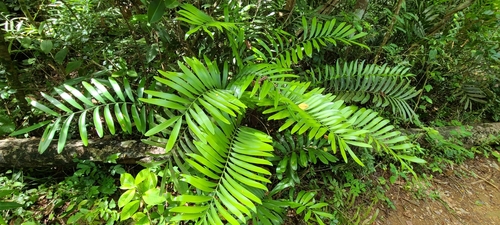 Image of Zamia erosa by (c) ritirene, some rights reserved (CC BY)