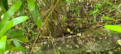 Zamia erosa