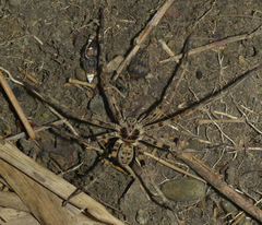Heteropoda tetrica