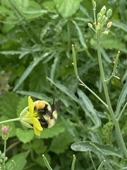 Bombus fervidus