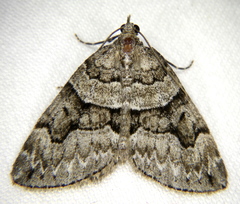 Thera contractata