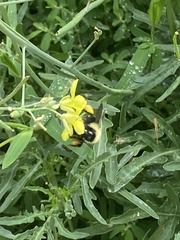 Bombus fervidus