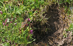 Euphydryas aurinia debilis