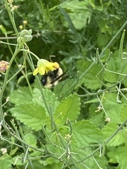 Bombus fervidus