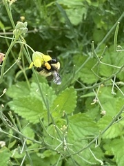 Bombus fervidus