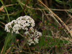 Physospermum cornubiense