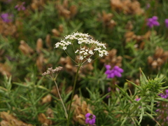 Physospermum cornubiense
