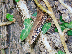 Algyroides moreoticus