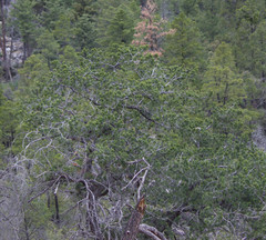 Pinus cembroides bicolor