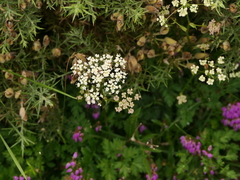 Physospermum cornubiense