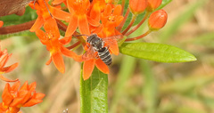Coelioxys octodentatus