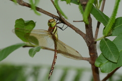 Anaciaeschna jaspidea