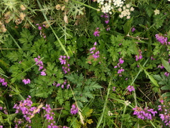 Physospermum cornubiense
