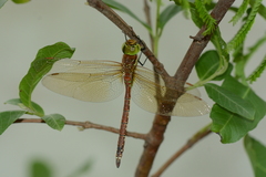 Anaciaeschna jaspidea