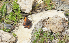 Erebia gorge
