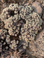 Eriogonum caespitosum