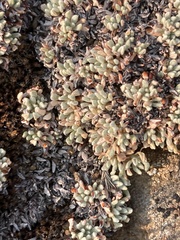 Eriogonum caespitosum