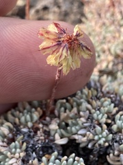 Eriogonum caespitosum