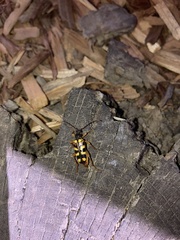 Xestoleptura crassipes