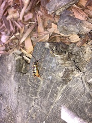 Xestoleptura crassipes