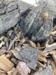 Xestoleptura crassipes