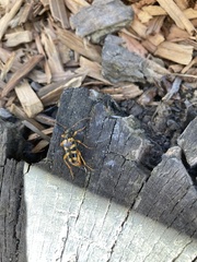 Xestoleptura crassipes