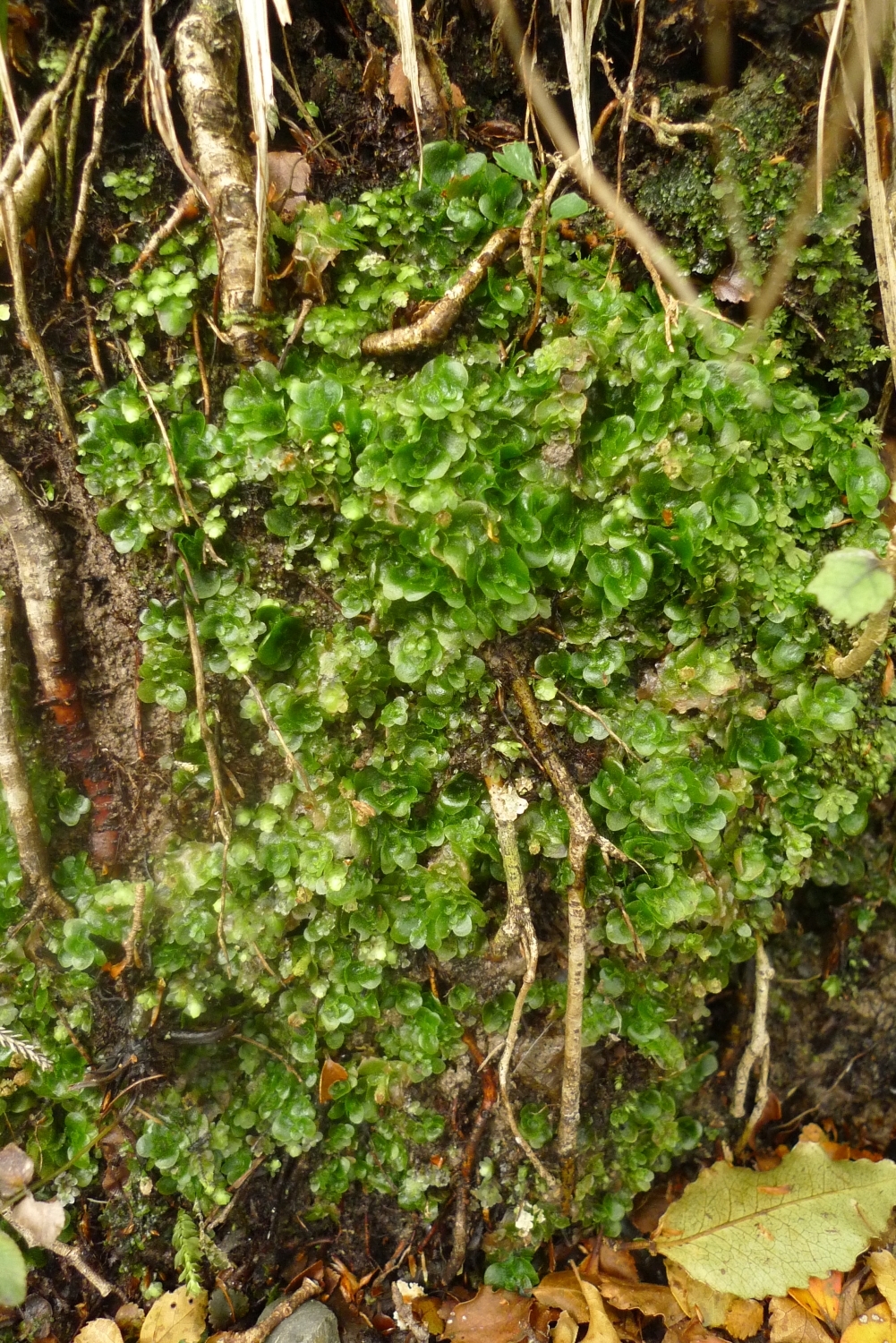Treubiales