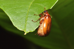 Scarabaeidae