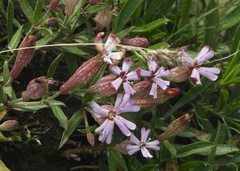 Silene vallesia