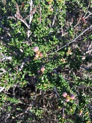 Ceanothus dentatus