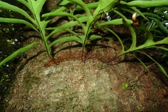 Microsorum novae-zealandiae