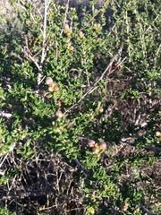 Ceanothus dentatus