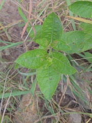 Ruellia metziae