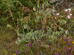 Rumex scutatus
