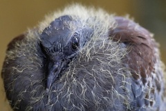 Columba guinea guinea