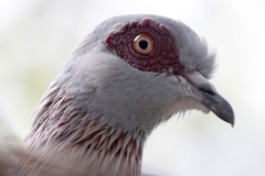 Columba guinea guinea