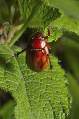 Scarabaeidae