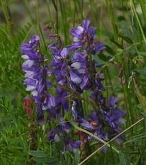 Vicia tenuifolia