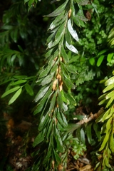 Tmesipteris tannensis