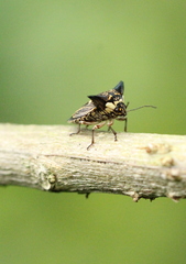Alcimocoris coronatus