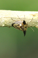 Alcimocoris coronatus