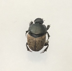 Onthophagus vacca