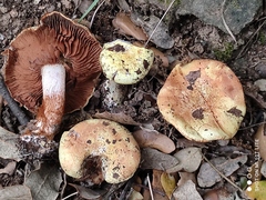 Cortinarius cedretorum