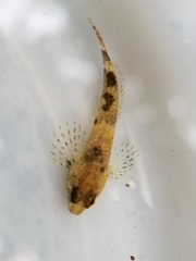 Cottus caeruleomentum