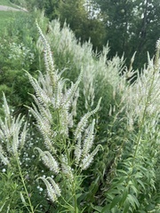 Veronicastrum virginicum