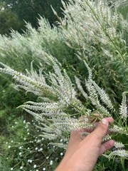 Veronicastrum virginicum