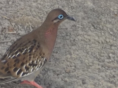 Zenaida galapagoensis